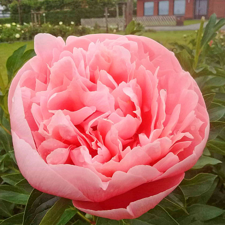 Фото Пион травянистый Этчед Салмон