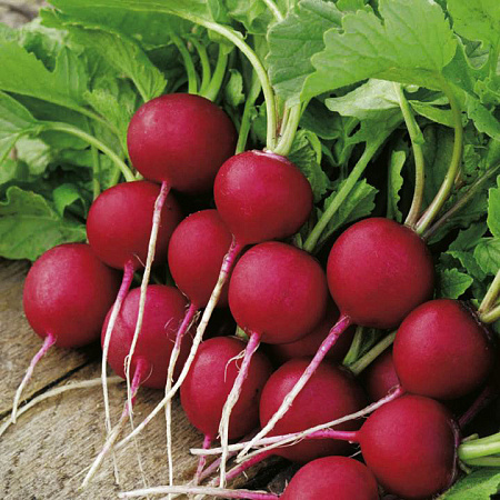 Фото Редис Диего F1