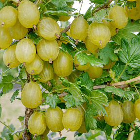 Крыжовник Хиннонмаки Грин