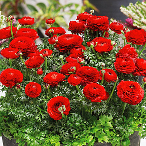 Лютик Маше Красный