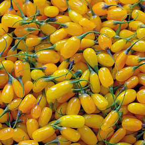 Дереза Сладкий янтарь