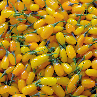 Дереза Сладкий янтарь