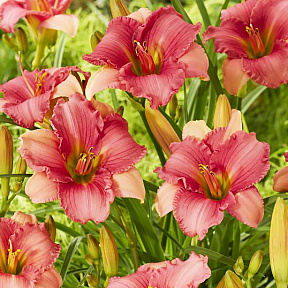 Лилейник Фуксия Чарм