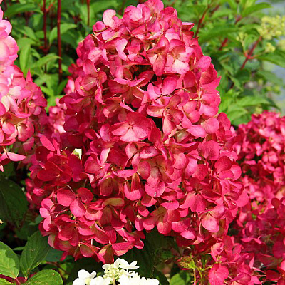 Гортензия метельчатая Диамант Руж