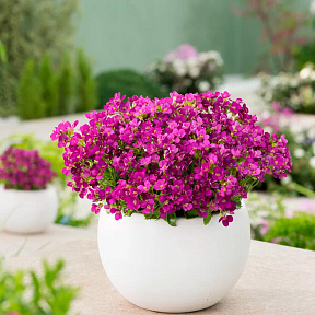 Арабис кавказский Компинки