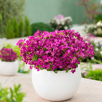 Арабис кавказский Компинки