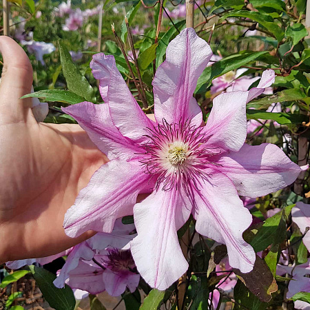 Фото Клематис Изабелла