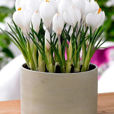 Фото Крокус Жанна д'Арк