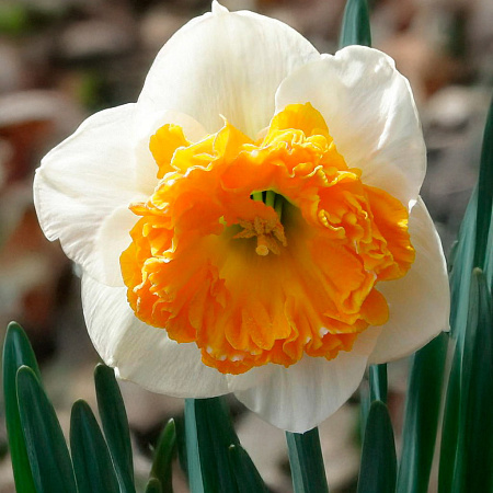 Фото Нарцисс Амадей Моцарт