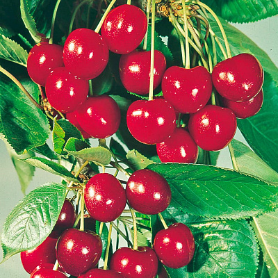 Вишня Памяти Вавилова