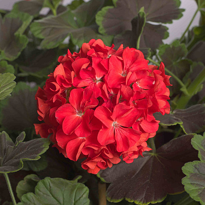 Герань Ночь Скарлетт