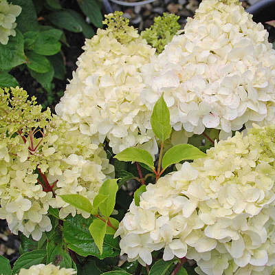 Гортензия метельчатая Диамантино