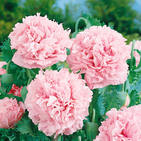 Фото Мак пионовидный Молочно-розовый