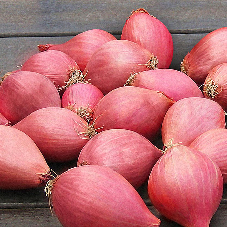 Фото Лук семейный (шалот) Челябинский розовый