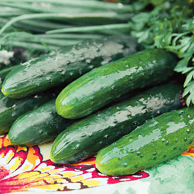 Огурец Парамон F1