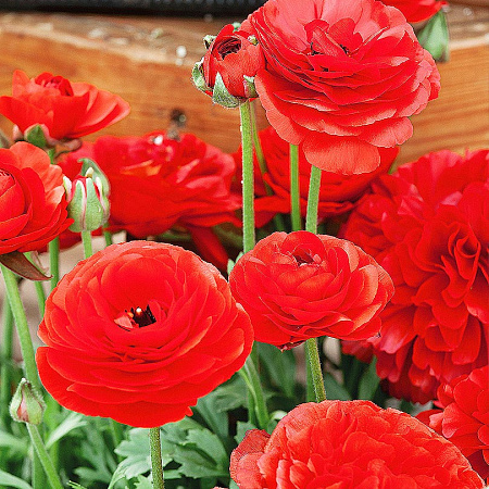 Фото Лютик Маше Алый