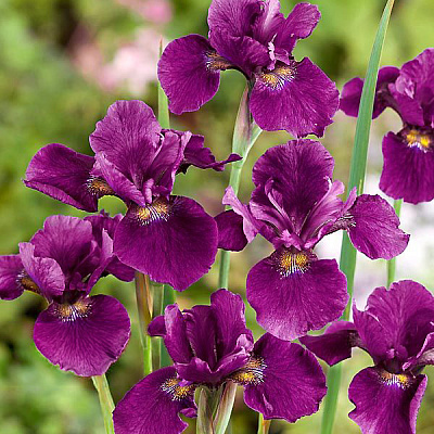 Ирис сибирский Хаббард