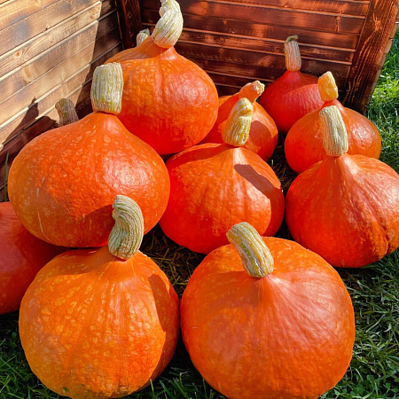Фото Тыква Оранж Саммер F1