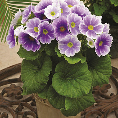 Примула Либре пикоти Голубая