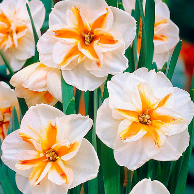 Нарцисс Бродвей Стар