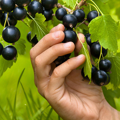 Смородина Пигмей