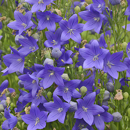 Фото Ширококолокольчик Крупноцветковый