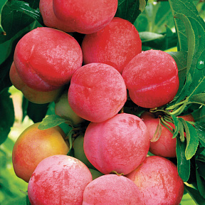 Слива Ксения