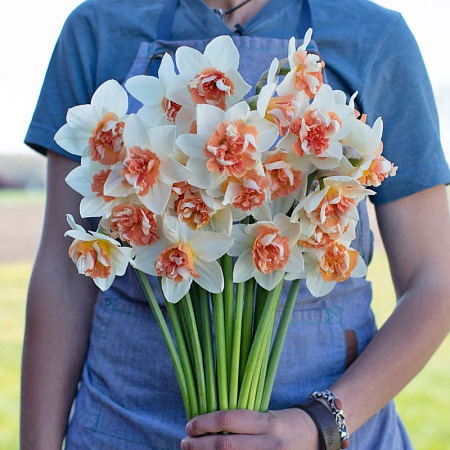 Фото Нарцисс Кенди Принцесс