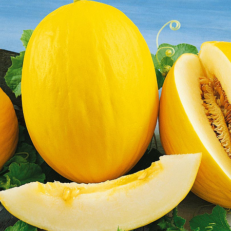 Фото Дыня Дукрал F1