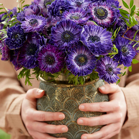 Фото Ветреница (анемона) корончатая Фуллстар Блю