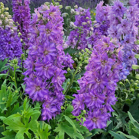 Фото Дельфиниум Дельджиниус Бризин