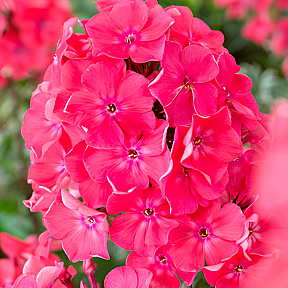 Флокс метельчатый Вотермелон Панч