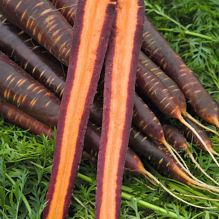 Фото Морковь Пёрпл Хейз F1