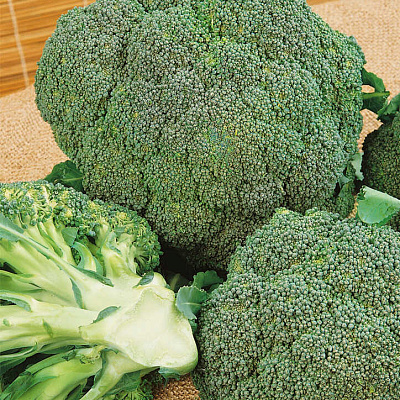 Капуста брокколи Ларссон 12шт