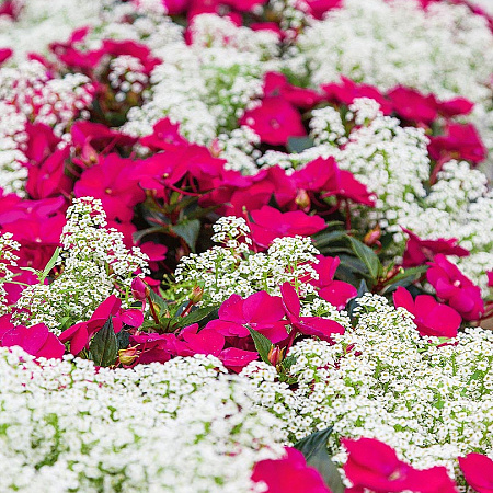 Фото Набор Леденец в сахарной пудре