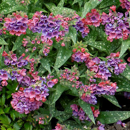 Фото Медуница Расберри Сплэш