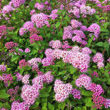 Фото Спирея японская Нана