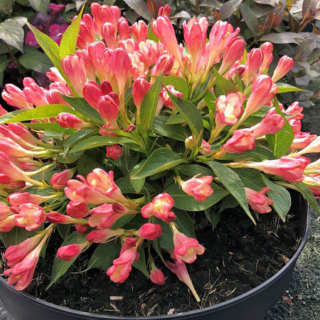 Фото Вейгела Олл Саммер Пич