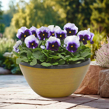 Фото Виола Панола Светлячок