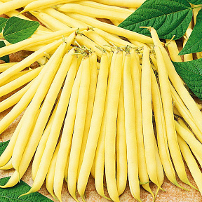 Фасоль Бланш