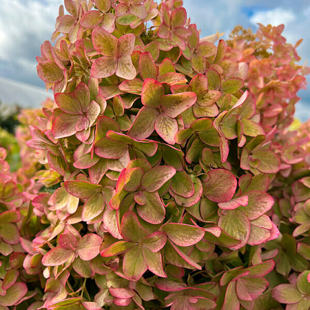 Фото Гортензия метельчатая Металлика