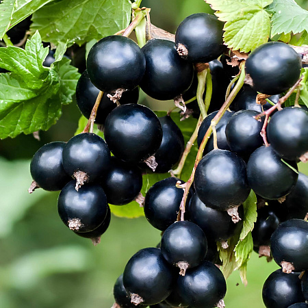 Фото Смородина черная Бен Тисел