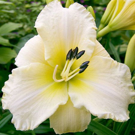 Фото Лилейник Арктик сноу