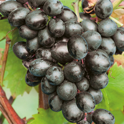Виноград Чарли