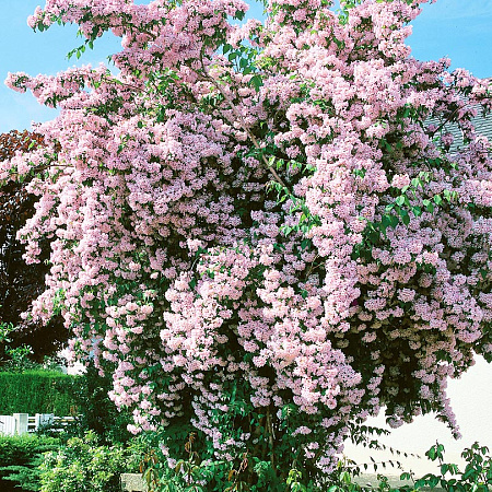 Фото Кольквиция Прелестная