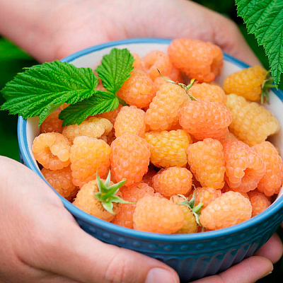 Малина ремонтантная Голден Эверест