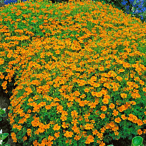 Бархатцы тонколистные Мандарин джем