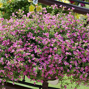 Бакопа Розовый топаз