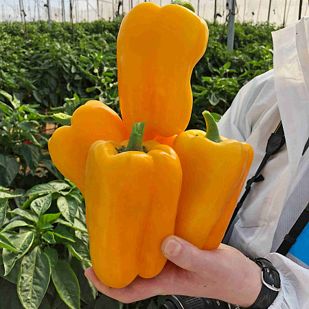 Фото Перец сладкий Рубик F1