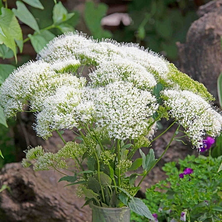 Фото Трахелиум Озеро Мичиган Белый